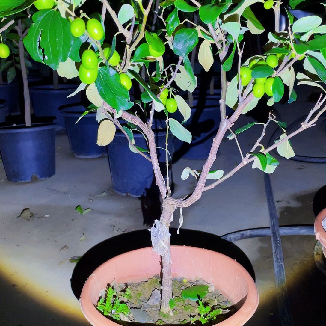 无花朵222点多才睡的我现在还在床上呢你