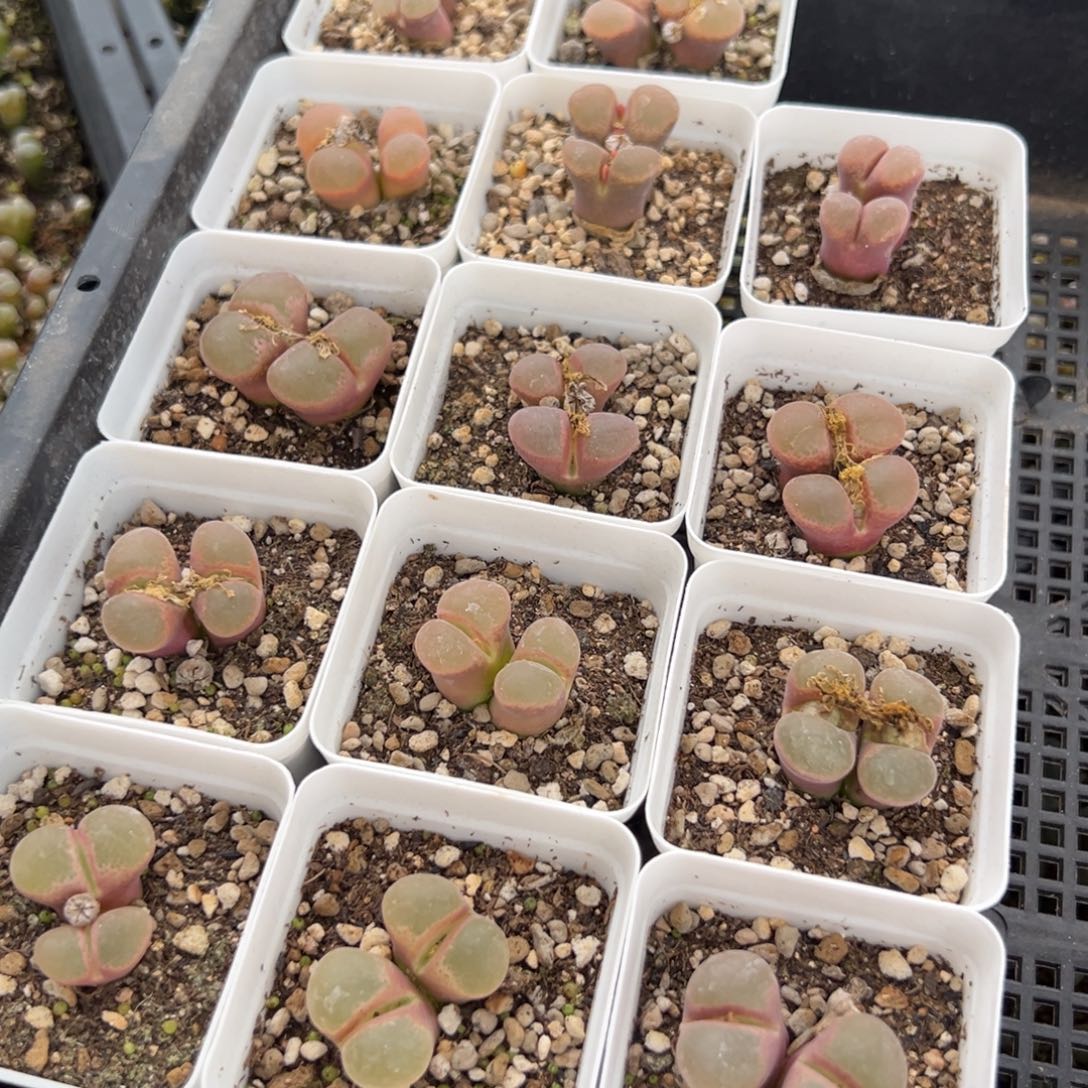 量拍风铃一颗。多肉