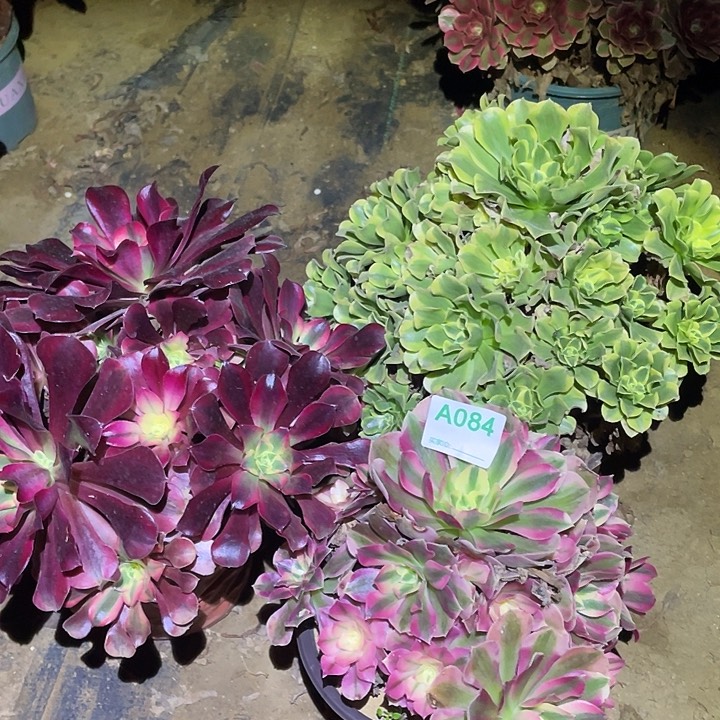 多肉植物断枝不包84法师3颗