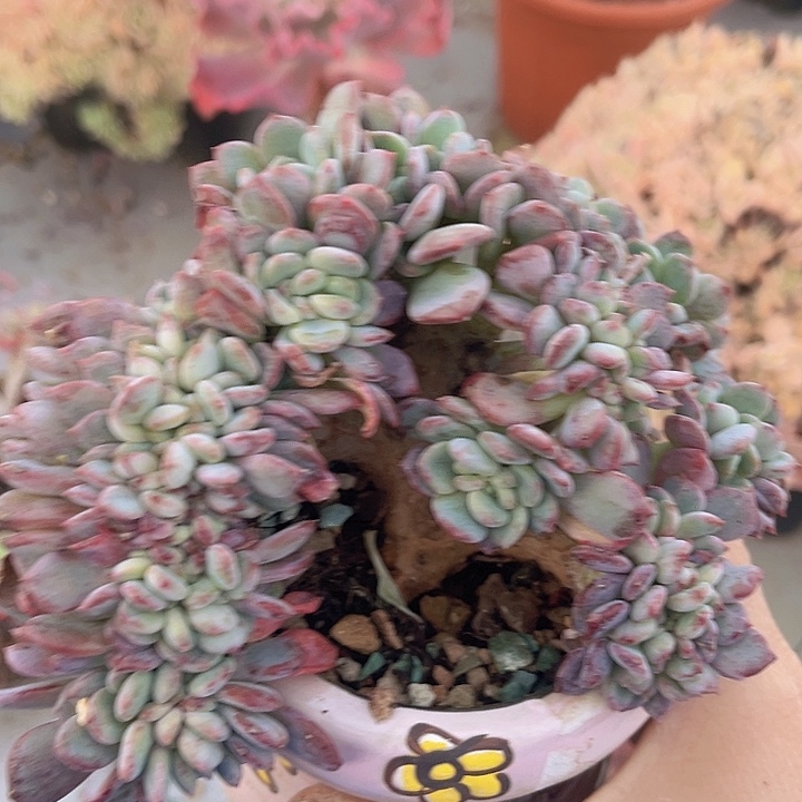 玛瑙缀06189多肉植物