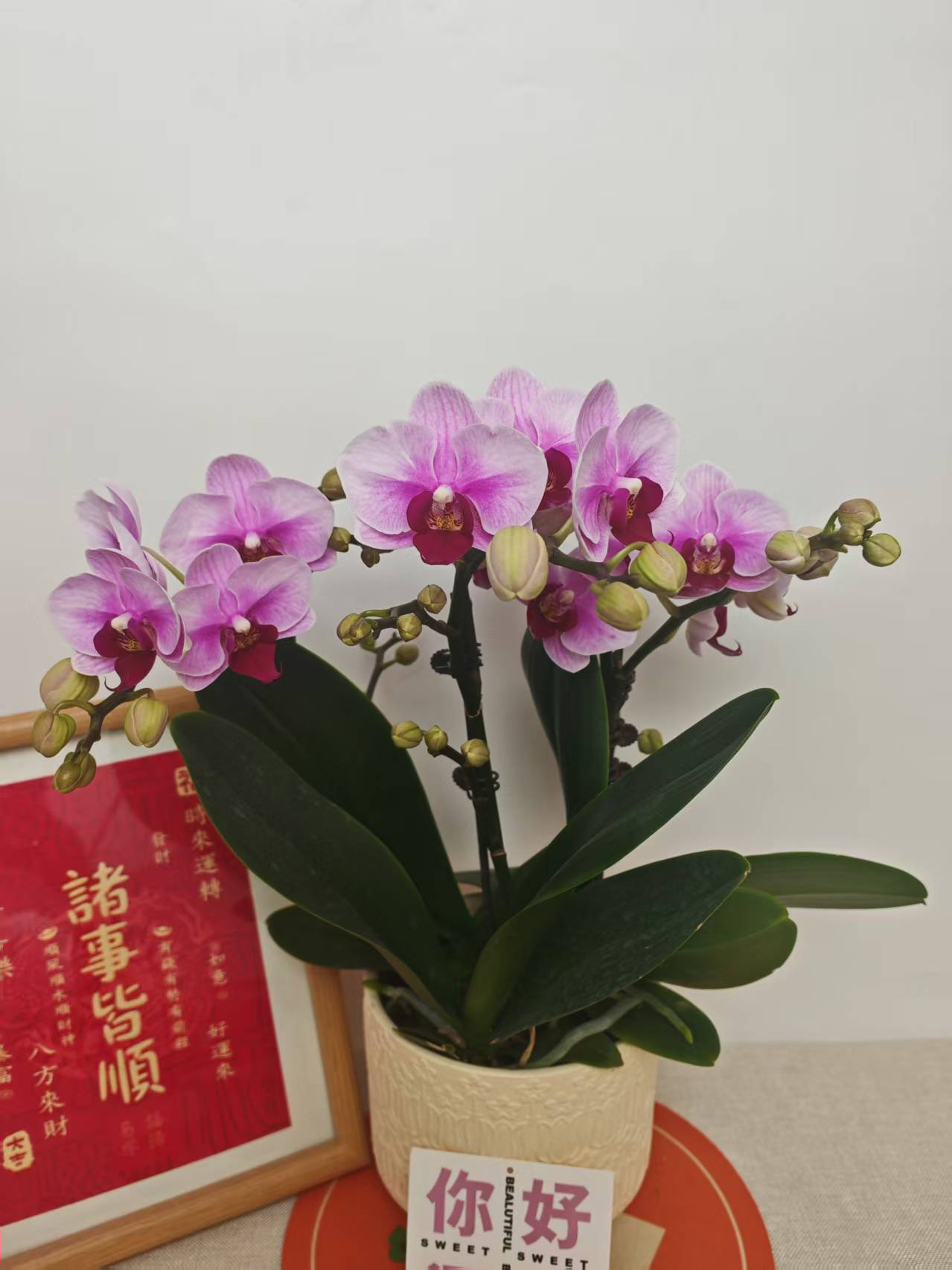 蝴蝶兰【宝贝】紫粉色系经典名兰室内绿植盆栽花期长适合送礼