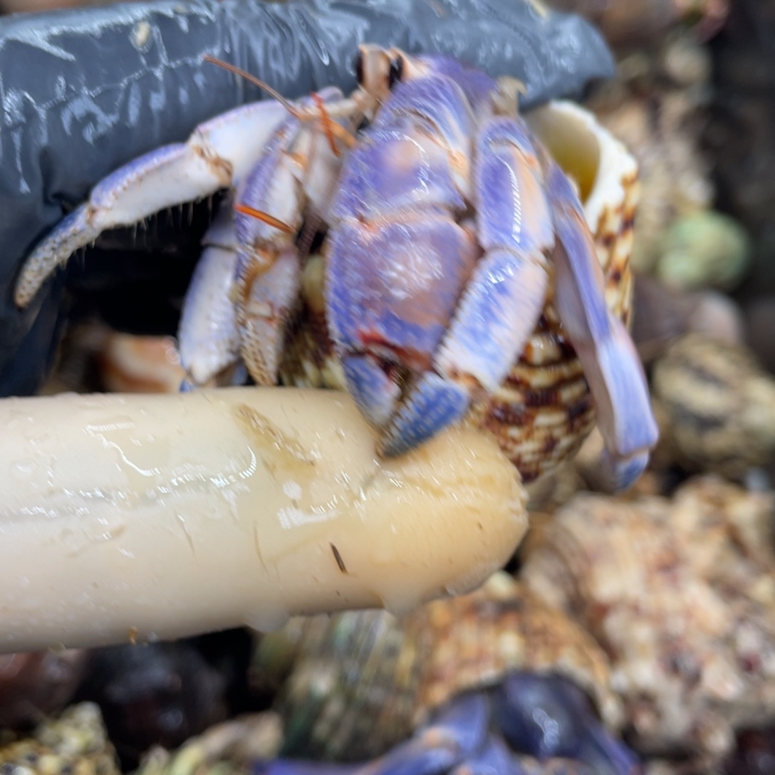 不退不换活体宠物48