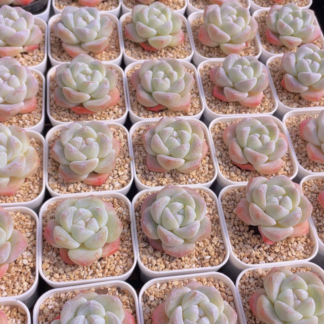 量拍100号 樱花钻石冰玉单头2个