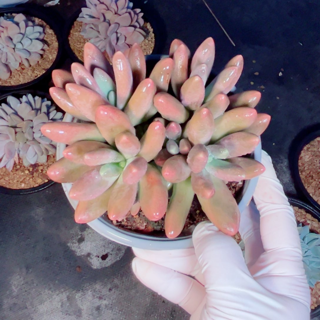 糖果自然群多肉植物