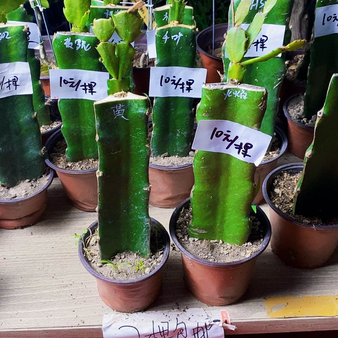 无花朵夜****8黄金➕火焰