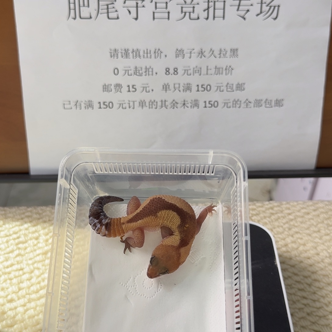 肥尾守宫祖鲁妹妹