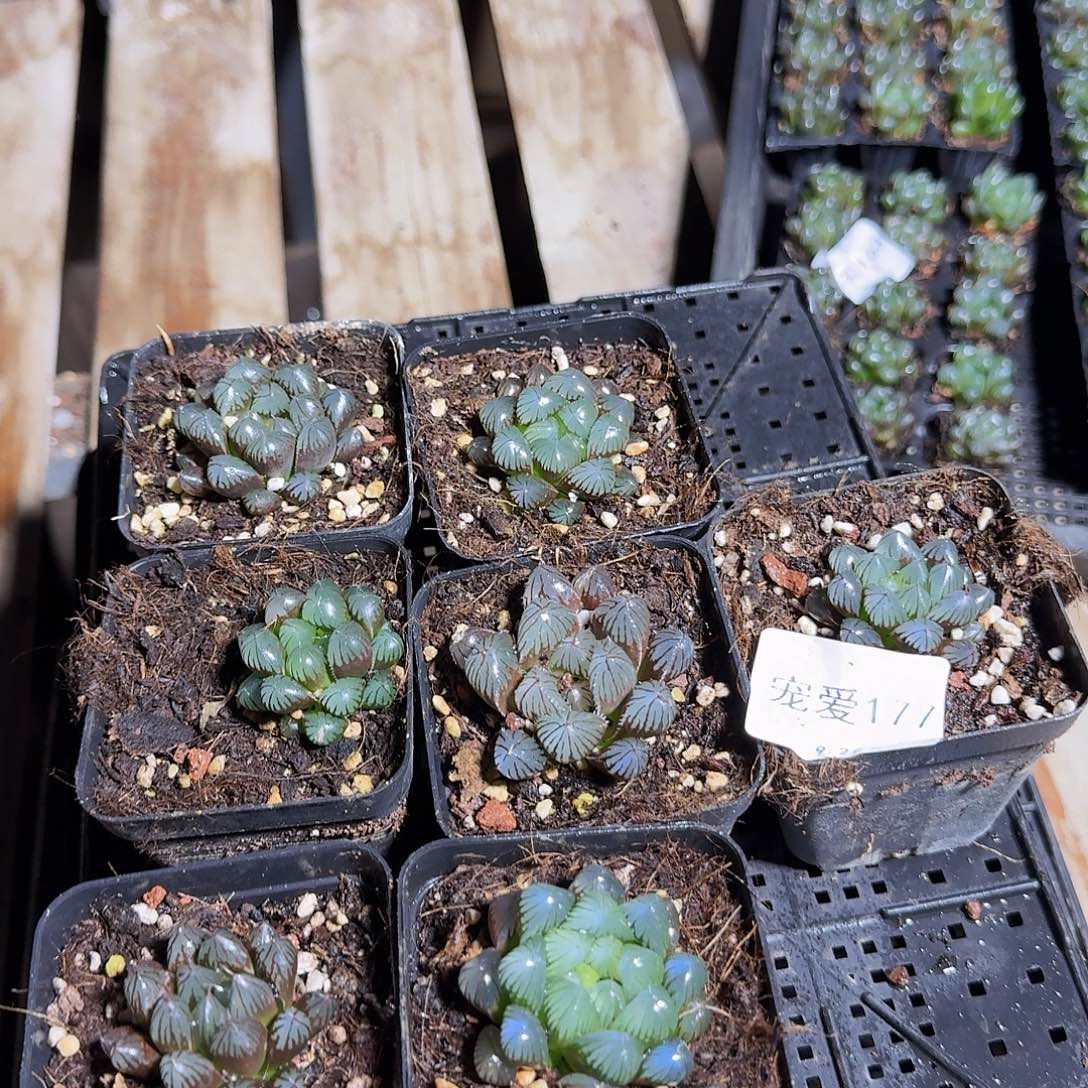 直播福利一物一拍177