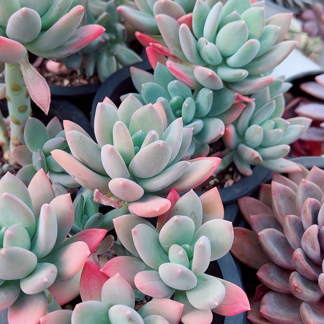 芒果美人多头造型精品