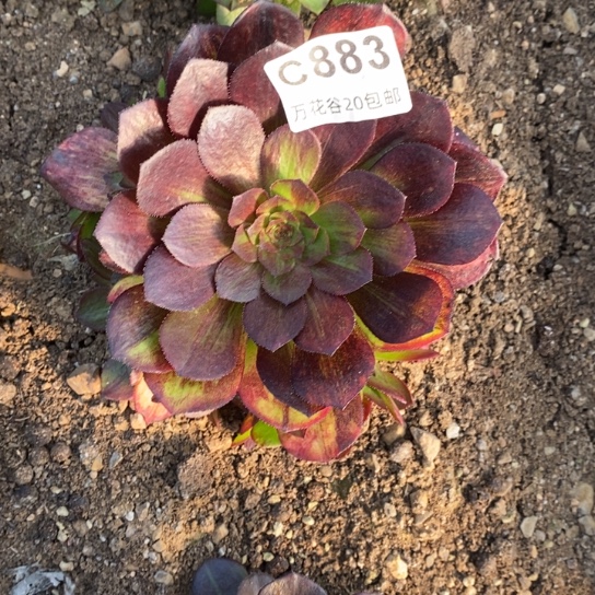 883花月夜多肉植物