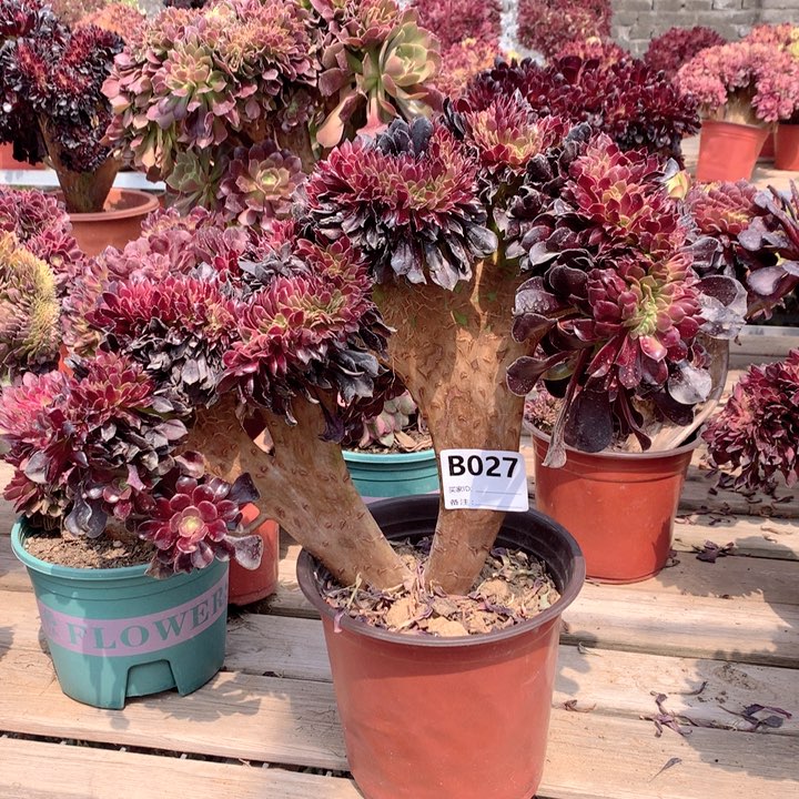 027欧紫缀多肉法师