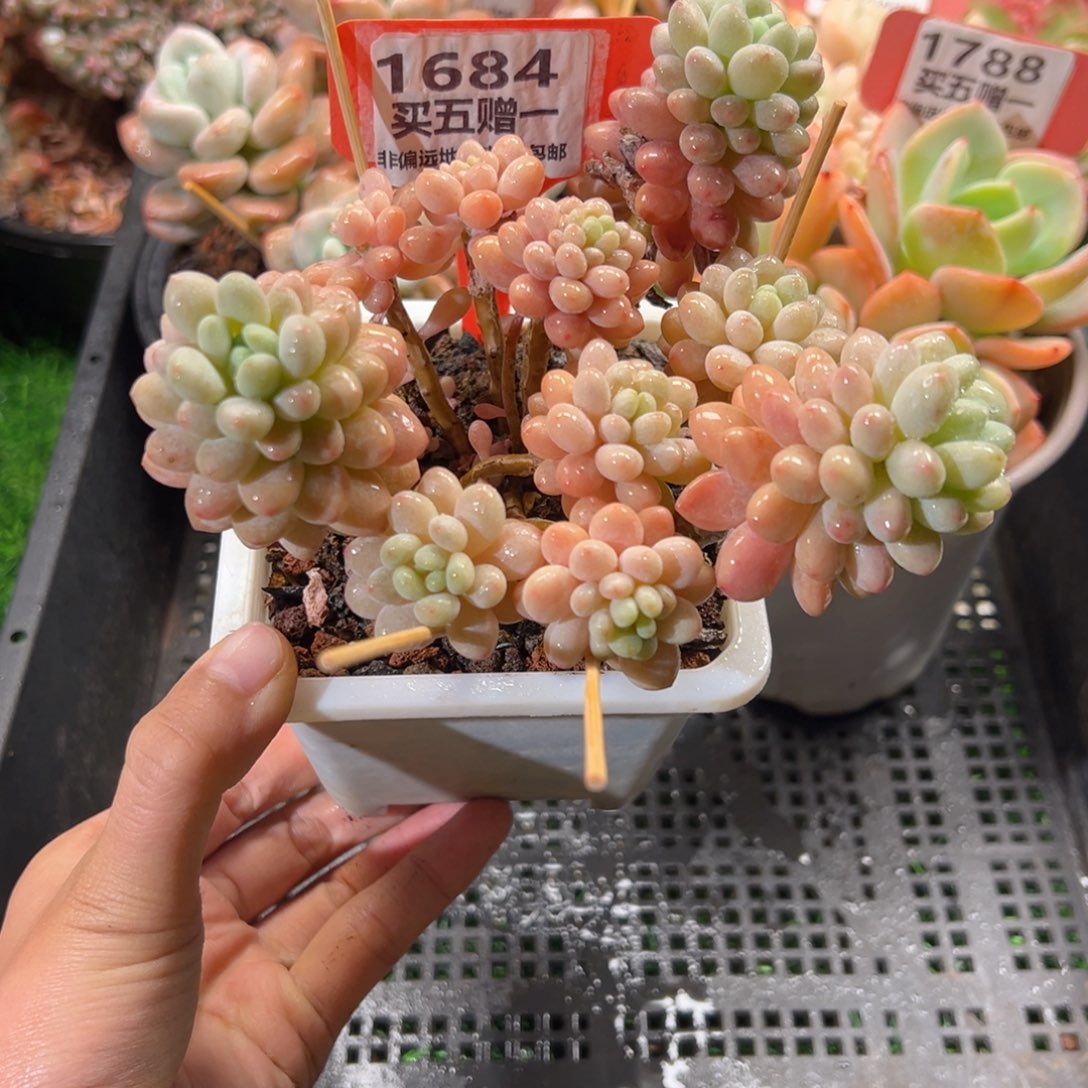 表妹精品多肉1684.