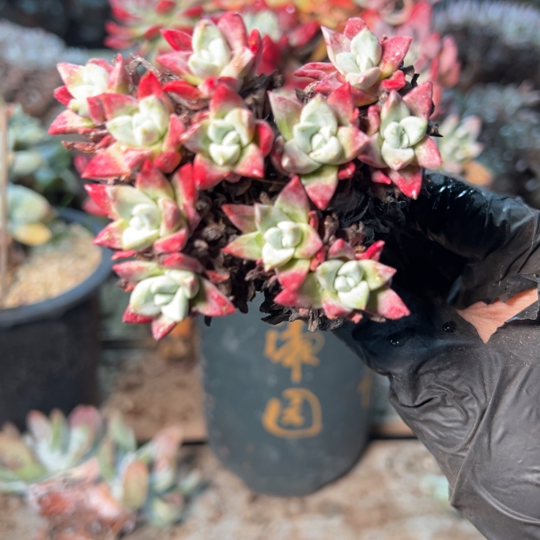 8783哈哈哈哈哈哈哈哈 