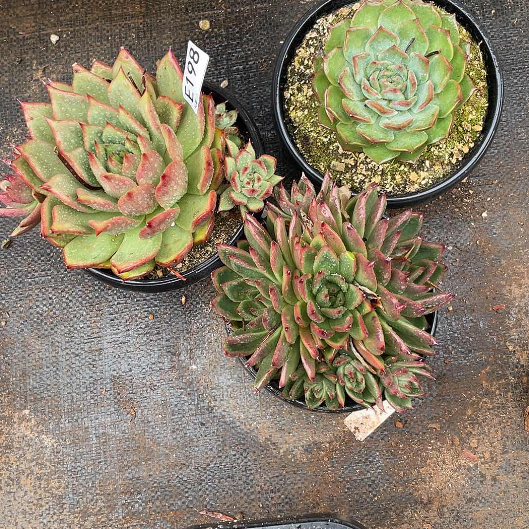 若如东云多肉组拍198