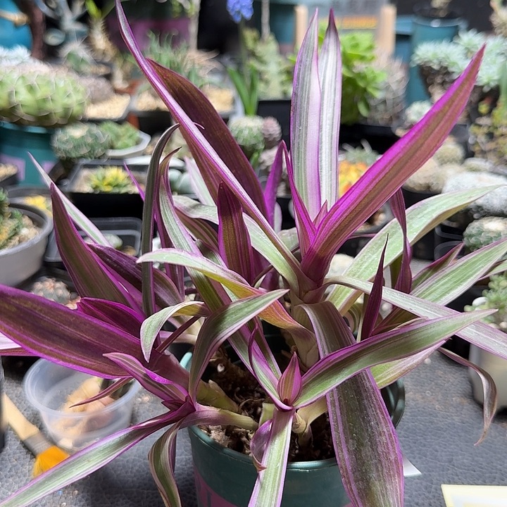 201紫露兰带盆发货