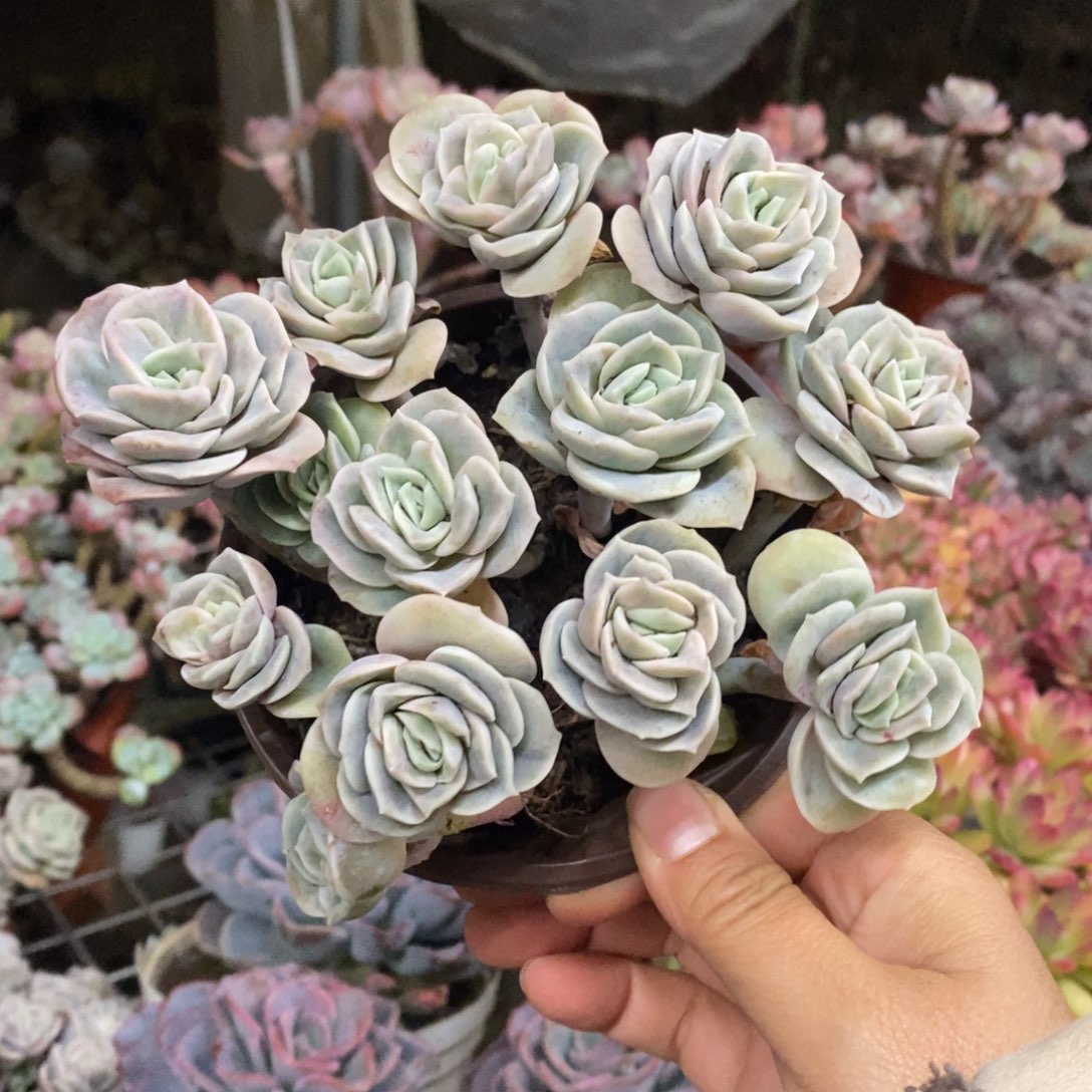 可爱玫瑰散装带盆土十头起发一盆
