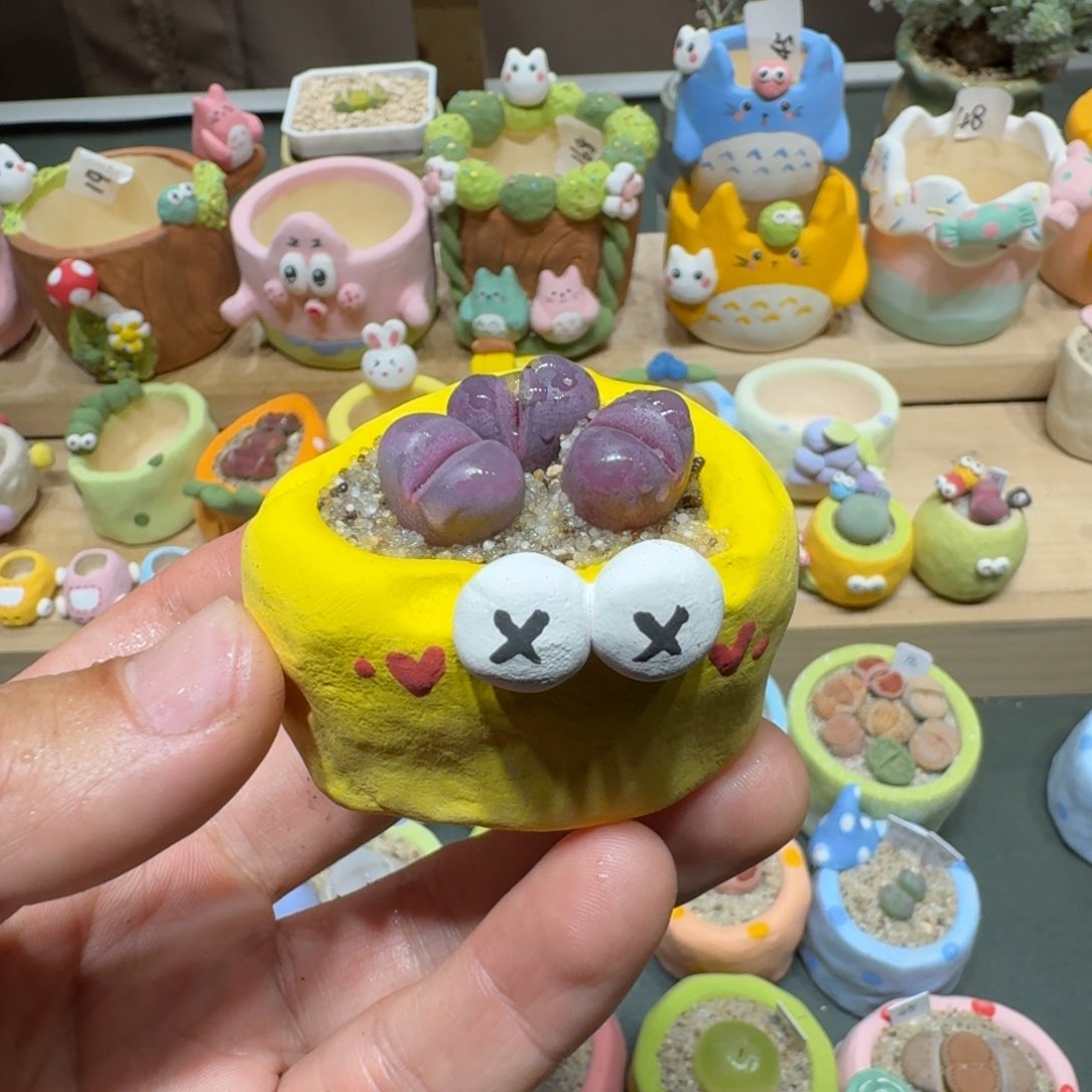 红陶蘑菇481红大内