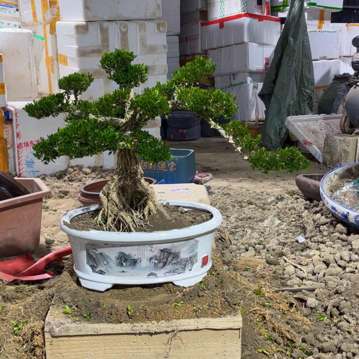 【闪购商品】广东少舌黄杨盆景