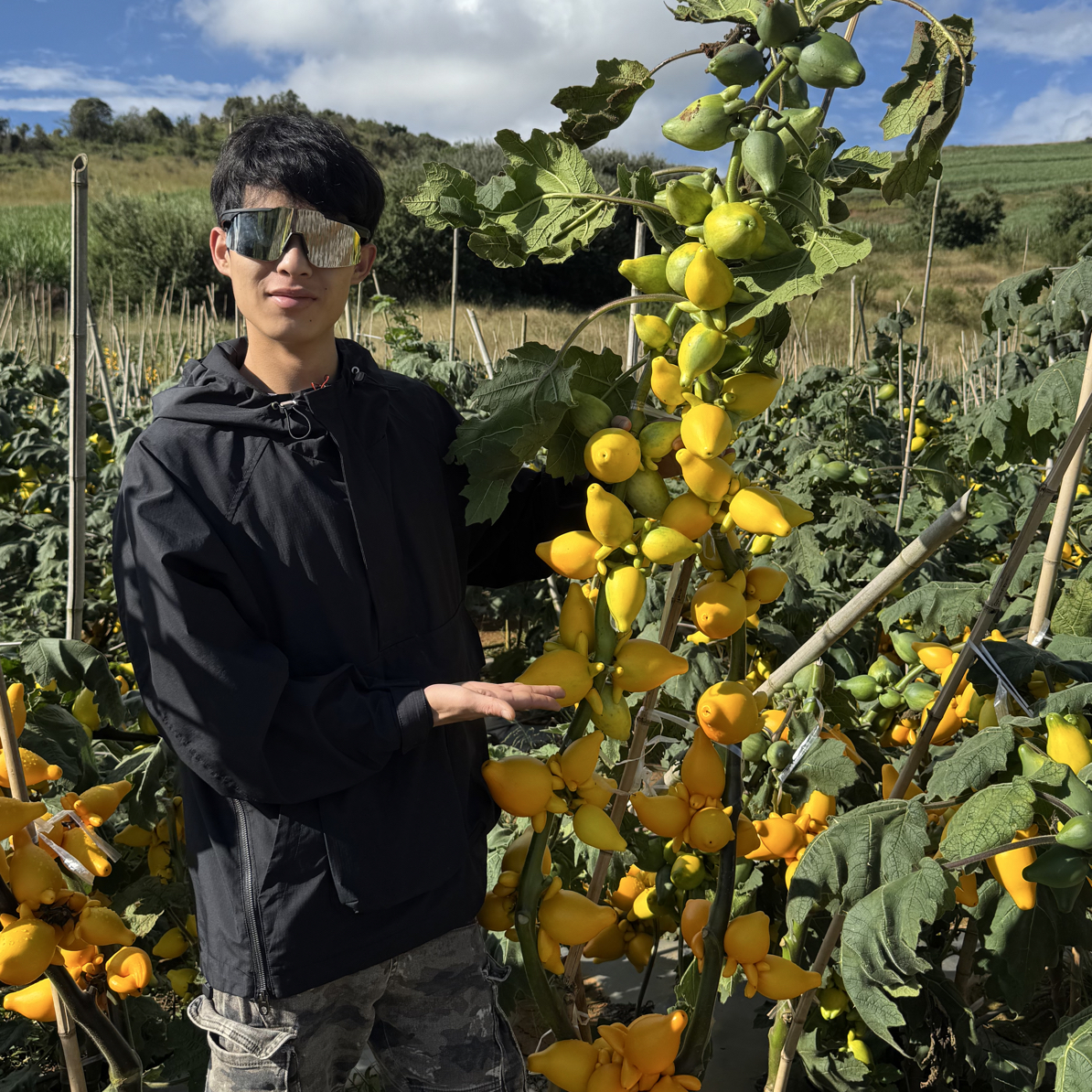 【五代同堂果】小猪佩奇果 黄金果 家庭陈设软装耐养花材 干插即可