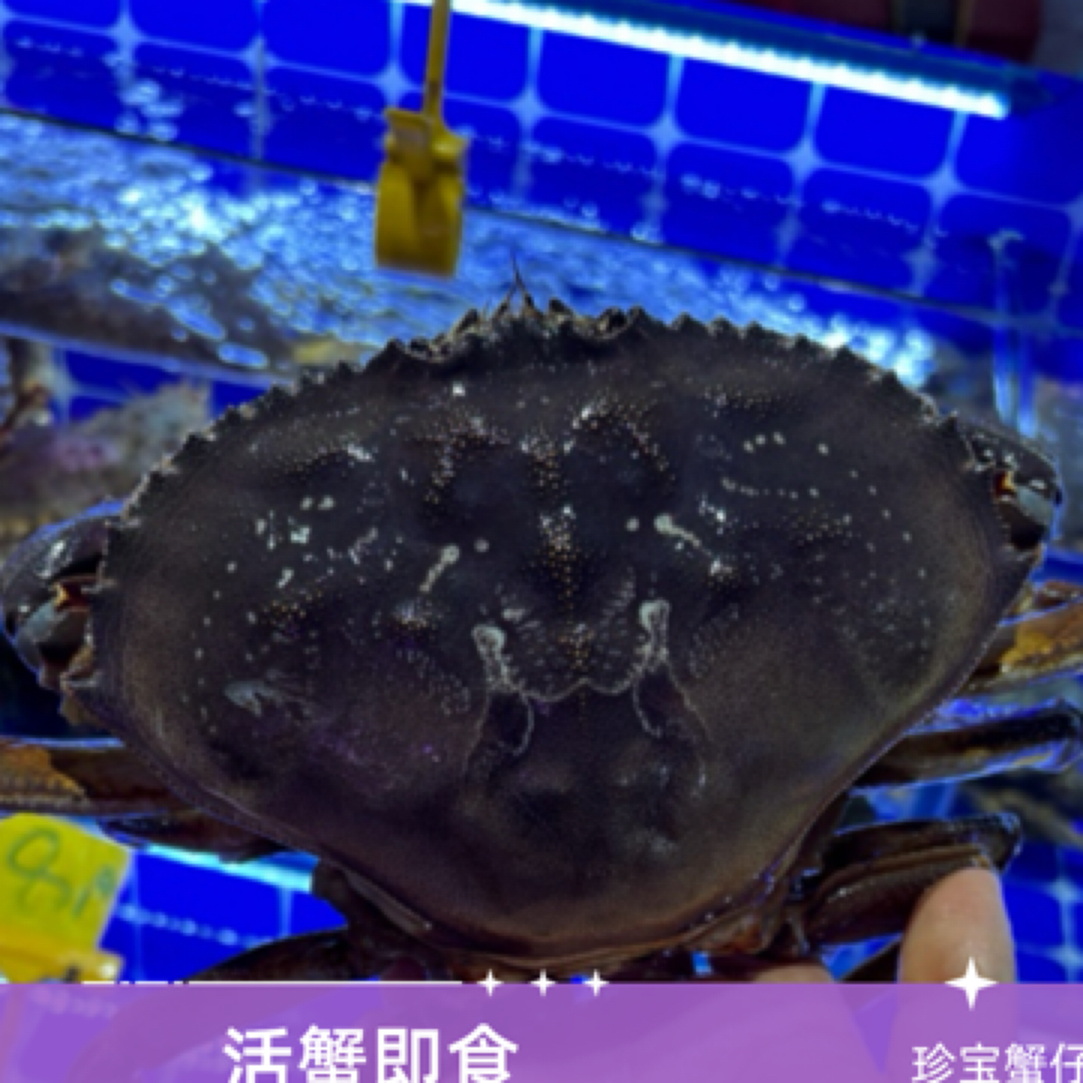 珍宝蟹螃蟹（产地加拿大）规格约1.3斤左右蟹同城配送