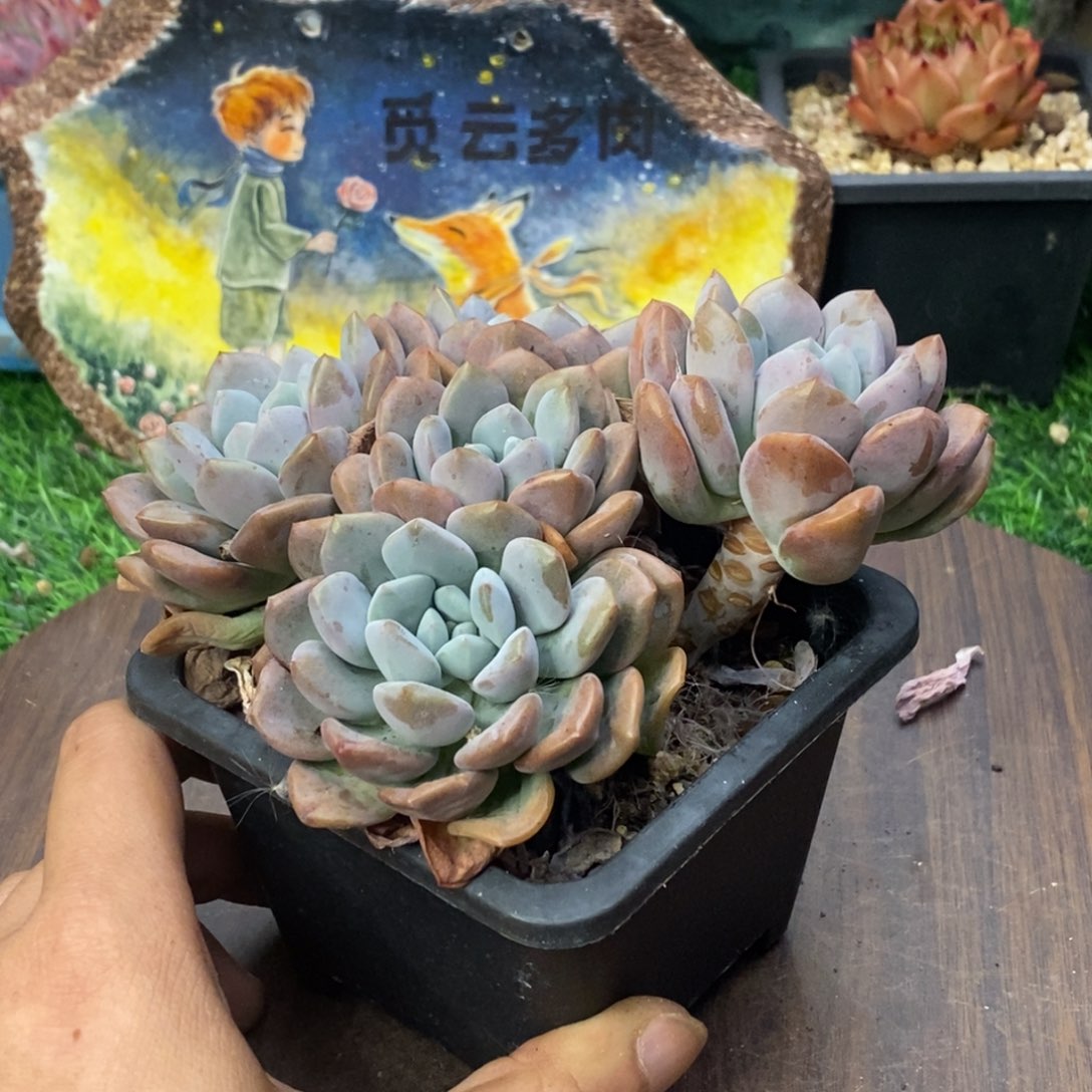 白鹭自然小群11厘米