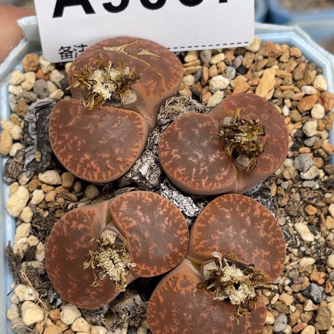 9067群生4头紫薰1