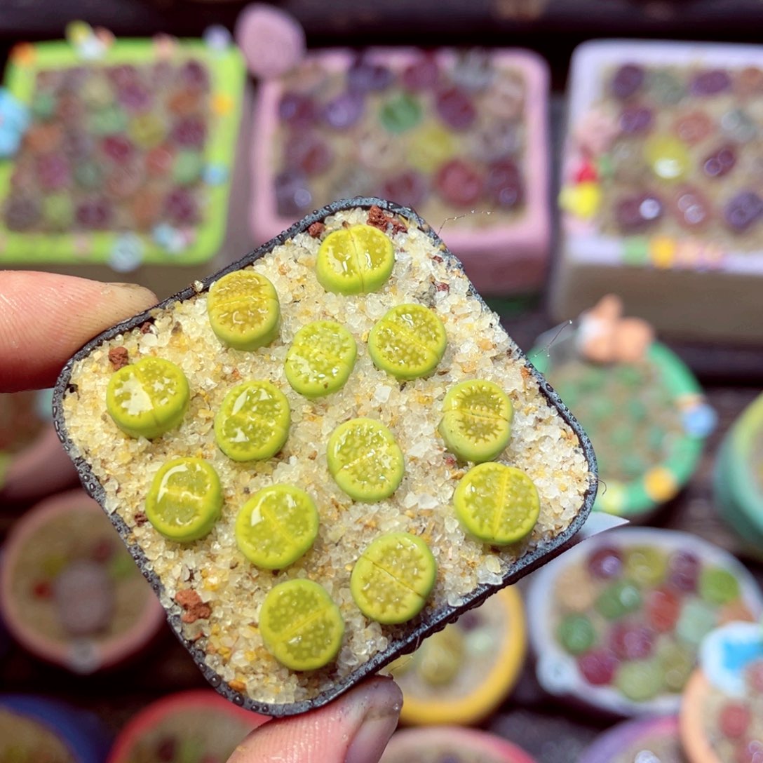 326生石花带盆发1