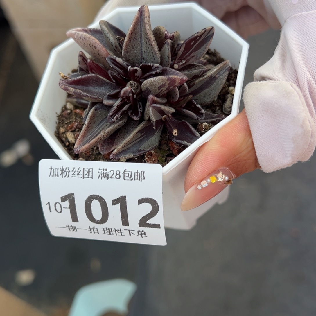 京之鹿锦多肉多肉多肉多肉