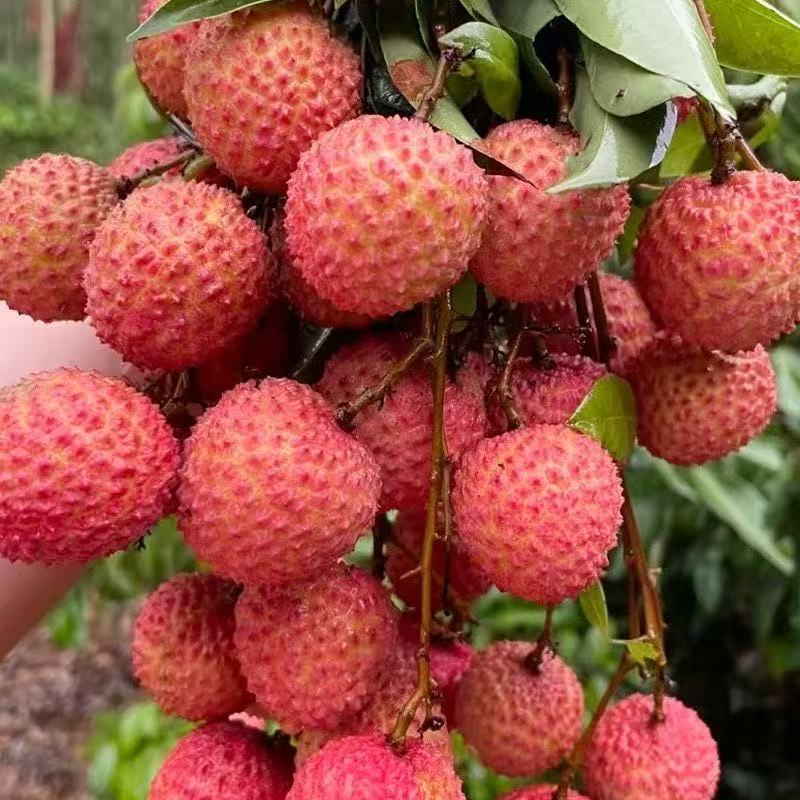 【桂味荔枝】广东茂名高州桂味荔枝