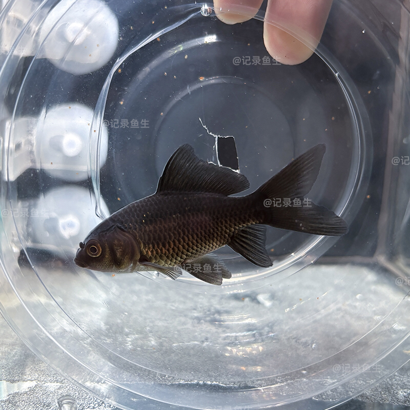 纯种五代墨蝶普身5-7cm满臀桃心尾天花板级别蝴蝶鲤普身墨碟