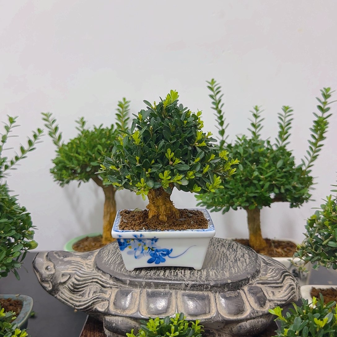 无花朵雀舌黄杨一物一拍