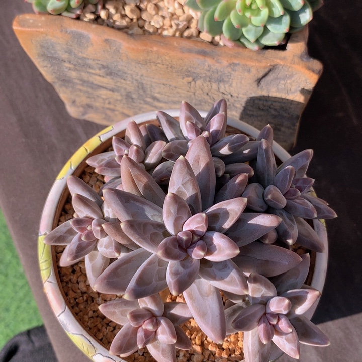 乌拉克拉自然捧花无砍
