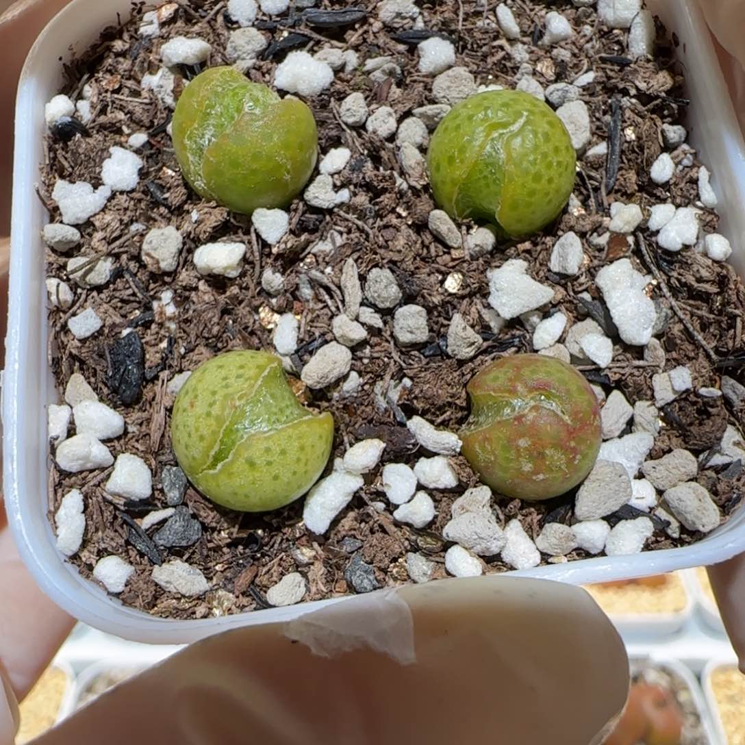 肉锥多肉植物百科4-玉米一盆有疤400