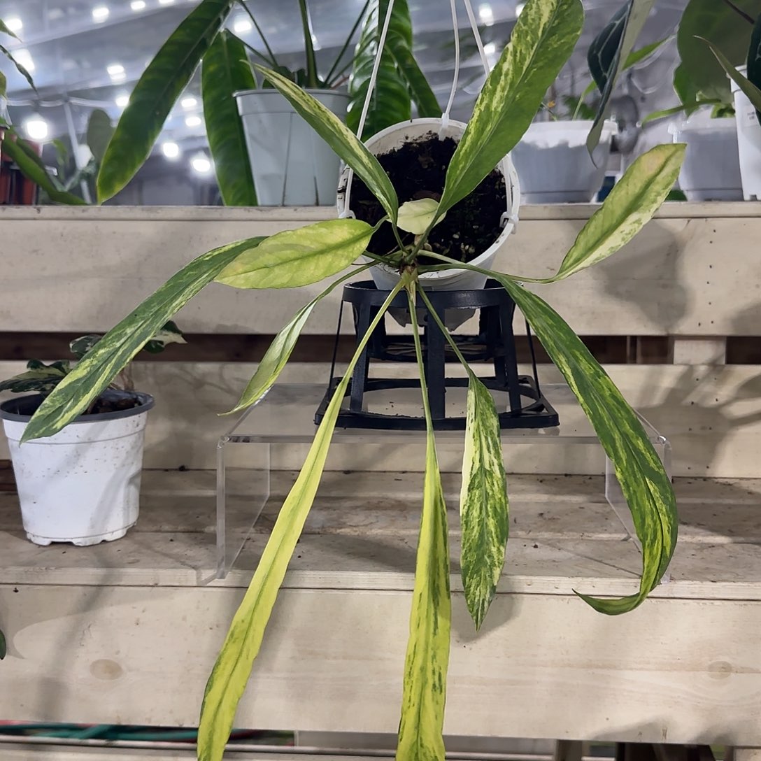 无花朵维他领带锦