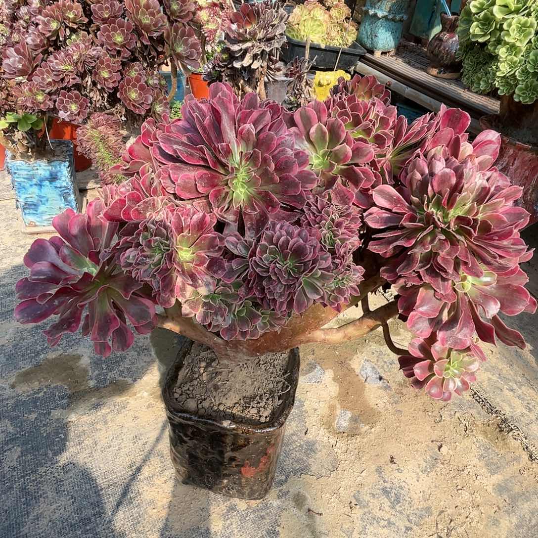 【闪购商品】全部花朵美杜莎