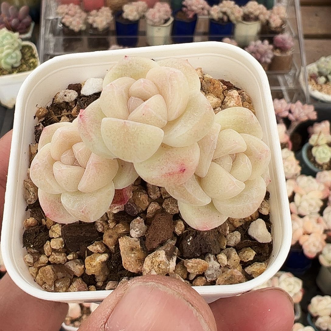 白底小胖子脸冰玉卡卡米长腿168