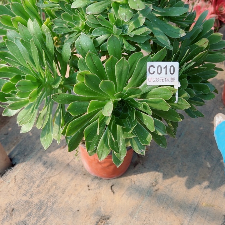 10绿法师多肉为核