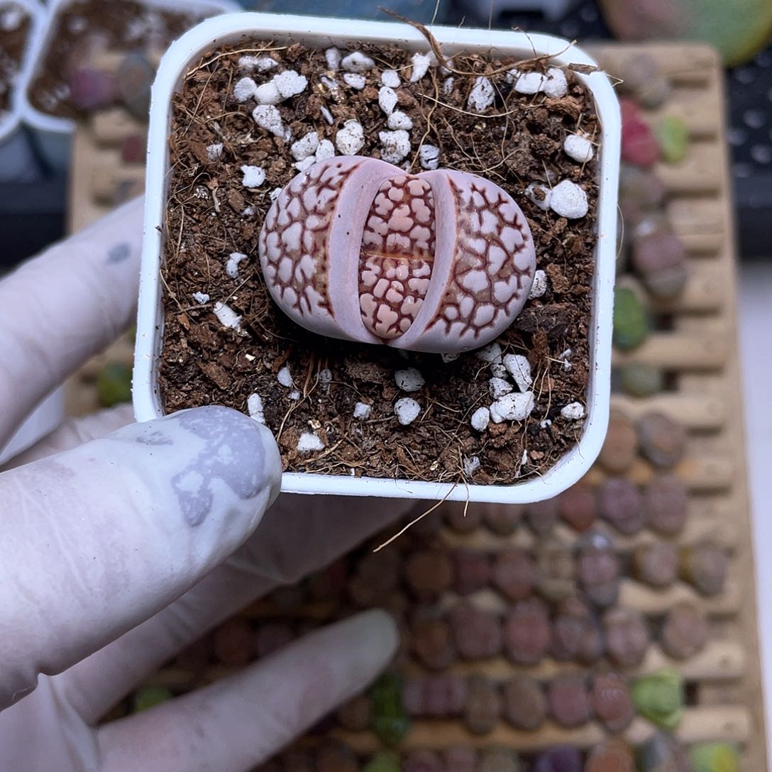 174号 带盆发货8888