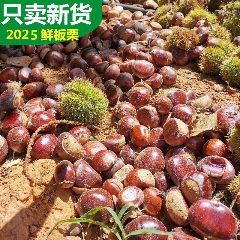 正宗丹东板栗新鲜现摘现发香甜软糯板栗带壳板栗难剥皮精选生板栗