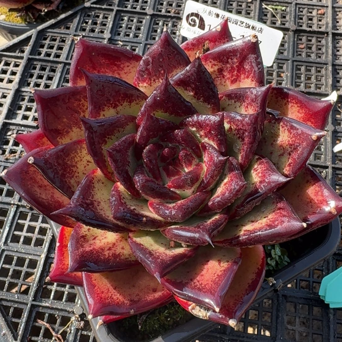 从前慢多肉精选编号1130.107