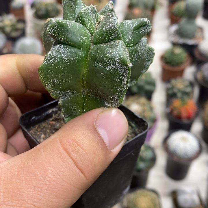 银纱龟甲特价福利