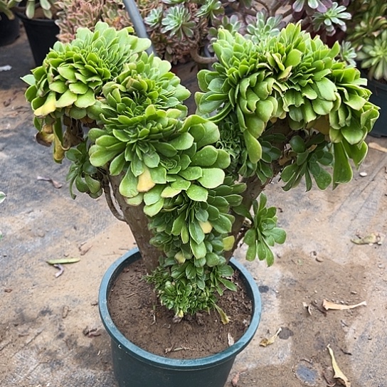 多肉植物缀化86号