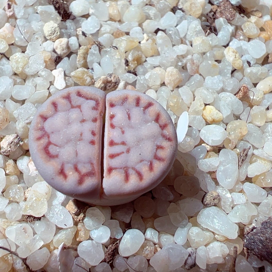 1217-577多肉多肉糖霜1621.6