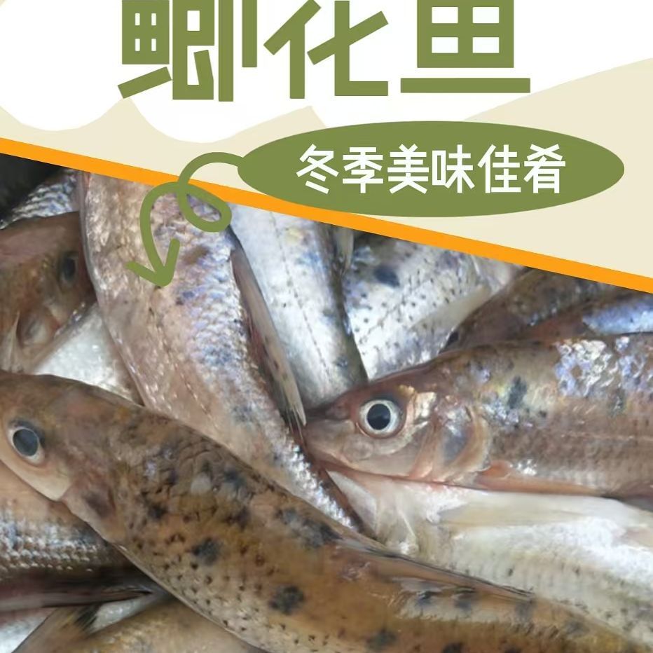 【交投专属】黑龙江乌苏里江水域打捞淡水鱼冷水季花鱼