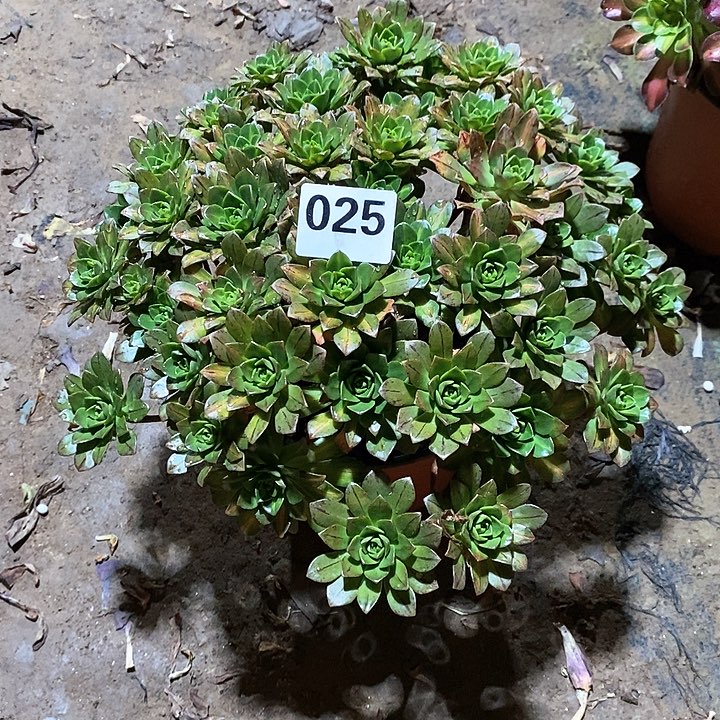 瓦*法师植物一拍12345678