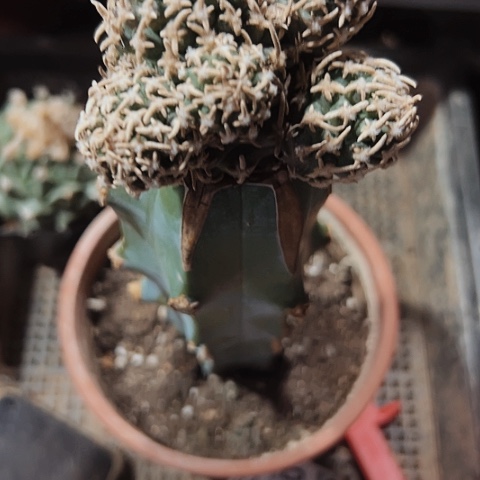 895飞鸟仙人球嫁接的