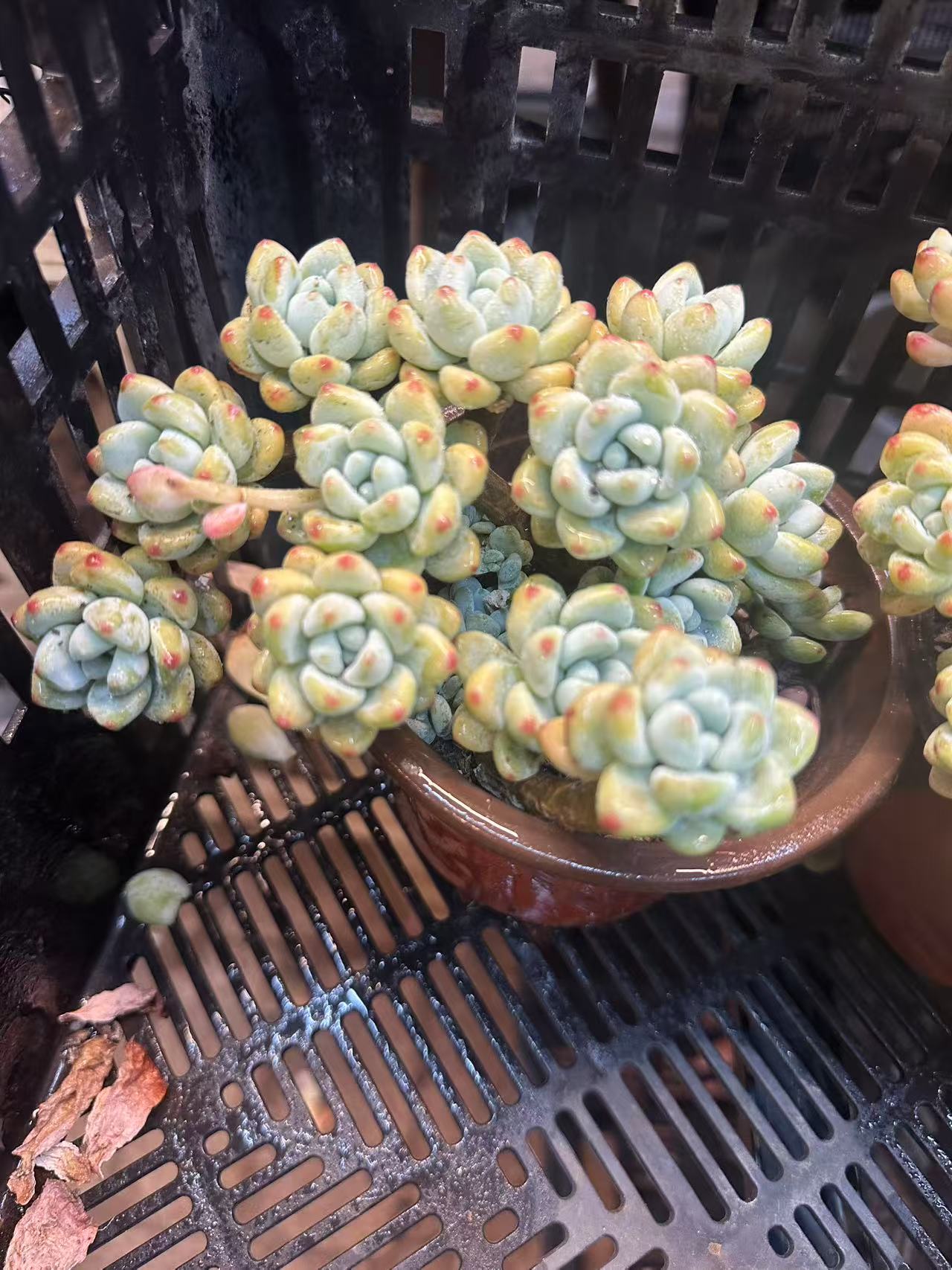 多肉植物小老庄带香味劳尔12-15公分（多样性发货一颗）