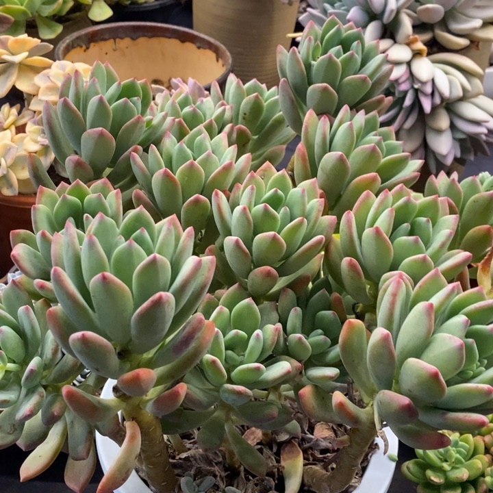 夏悦多肉1015-145清新美人