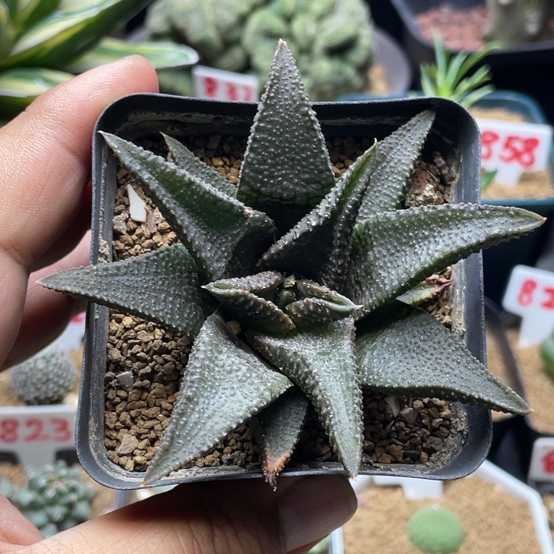 实生黑王寿 脱土包邮
