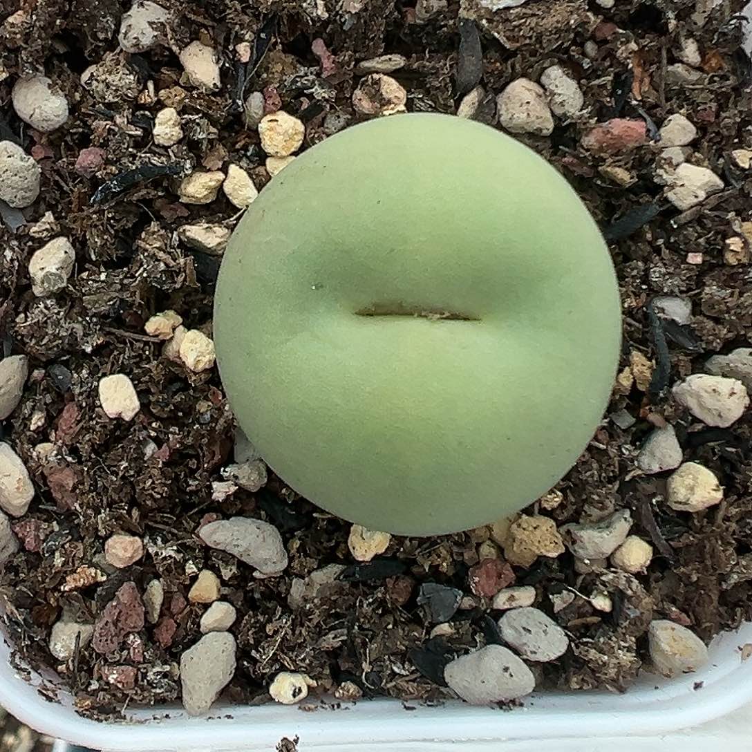 135鸽子蛋2.35带盆土发货