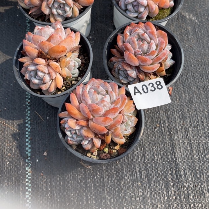 多肉植物2854865多种